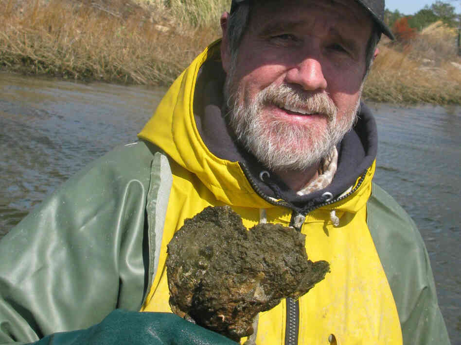 Tommy Leggett, an oyster farmer, with oysters Tommy Leggett, an oyster farmer, with oysters